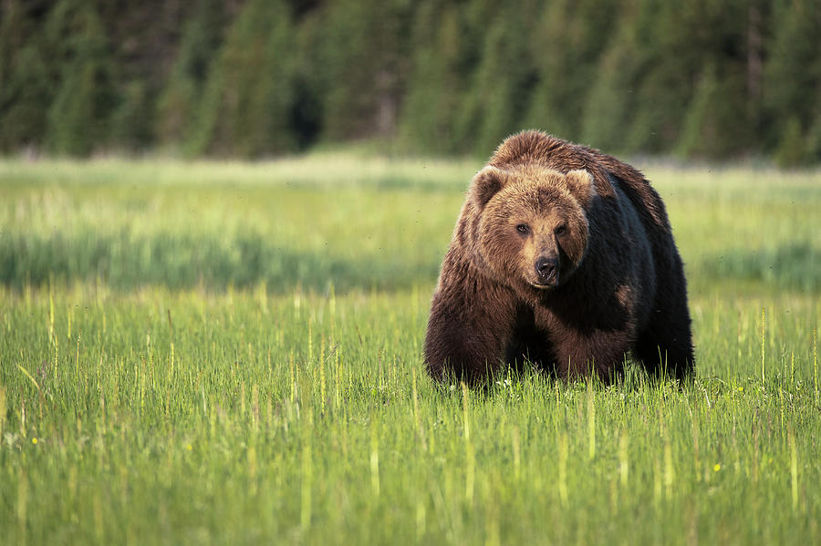 Brown Bear  Ursus Arctos  In Lake Clark Photograph by Marg Wood