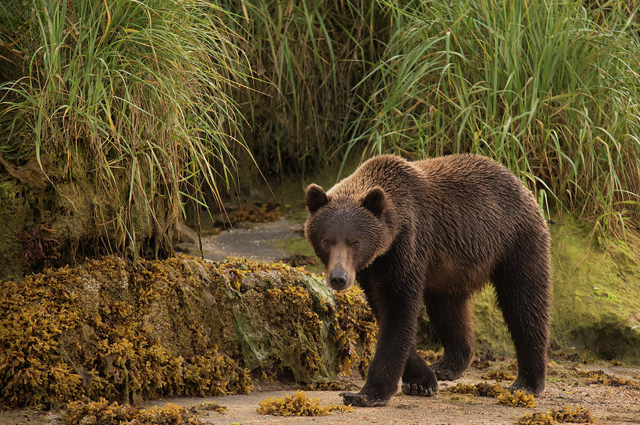 Brown Bear  Ursus Arctos  Walking Photograph by Marg Wood