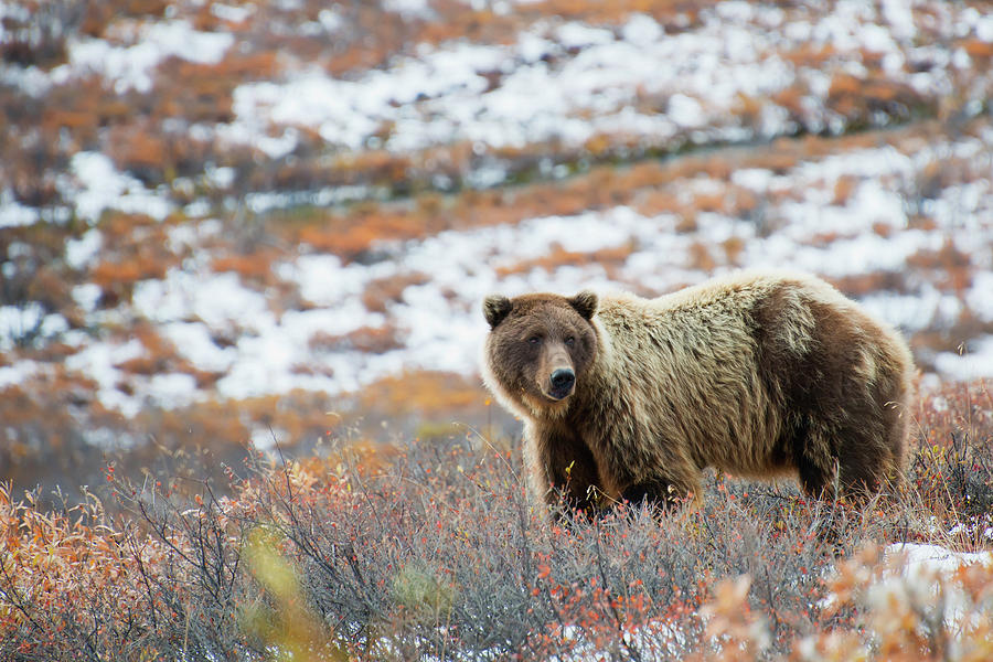 Brown Bear Ursus Arctos Watchful In A Photograph by Cathy Hart / Design Pics