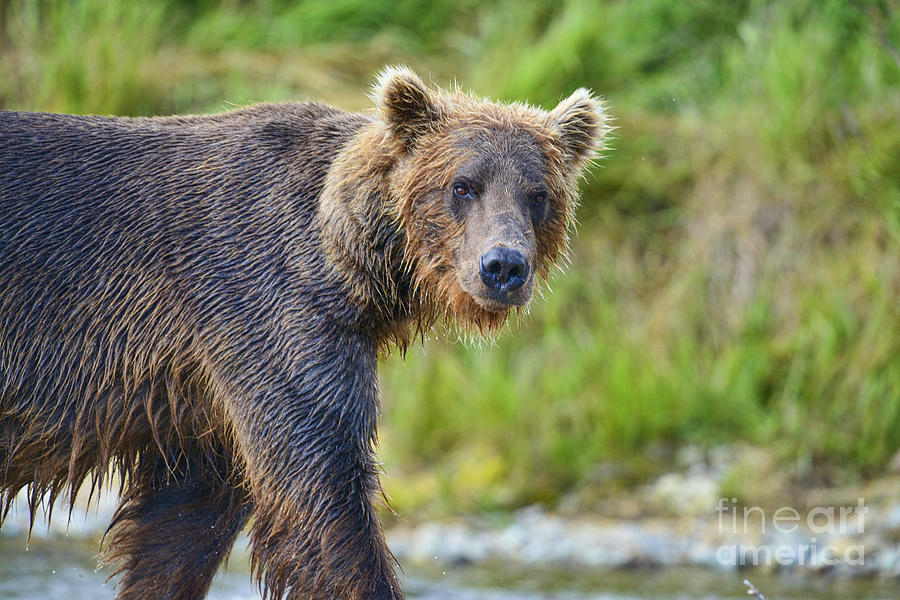 Brown Bear Walking Along Stream Photograph by Dan Friend