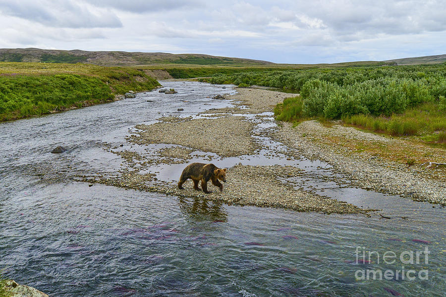 Brown bear walking down stream Photograph by Dan Friend