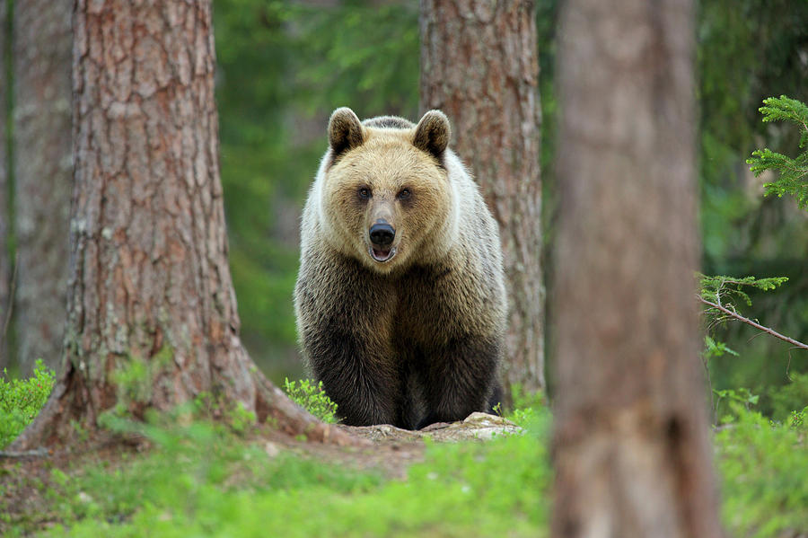 Brown Bear Walking Through Forest Photograph by David Fettes