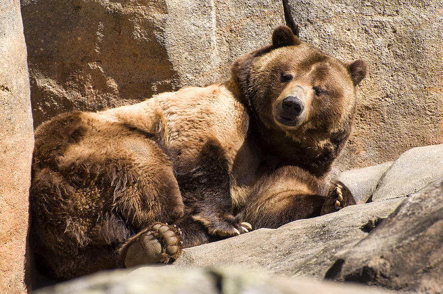Brown bear winks Photograph by Flees Photos