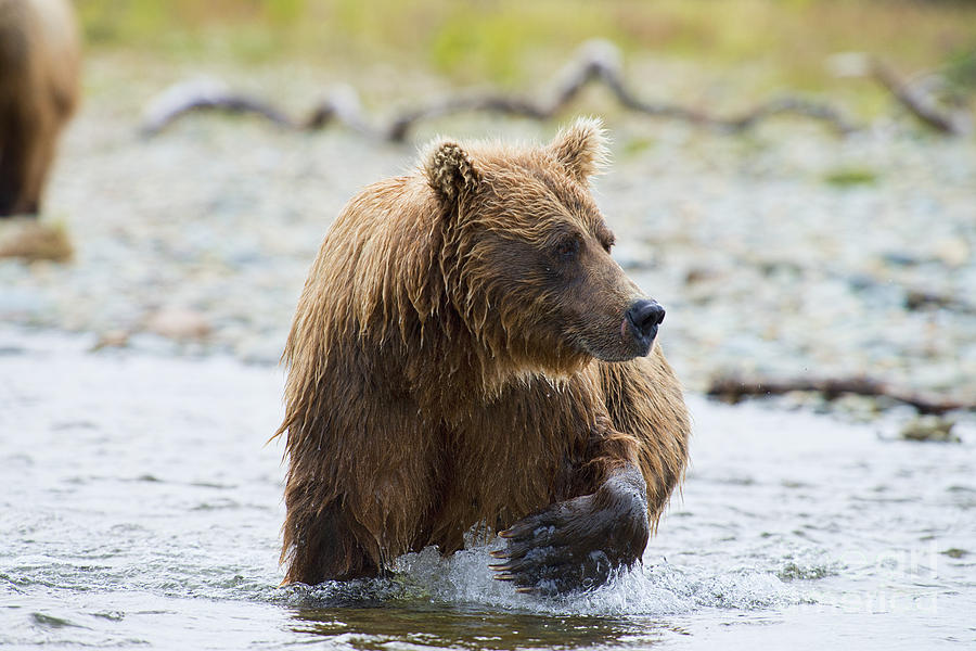 Brown Bear With Big Paw Out Of Water Photograph by Dan Friend