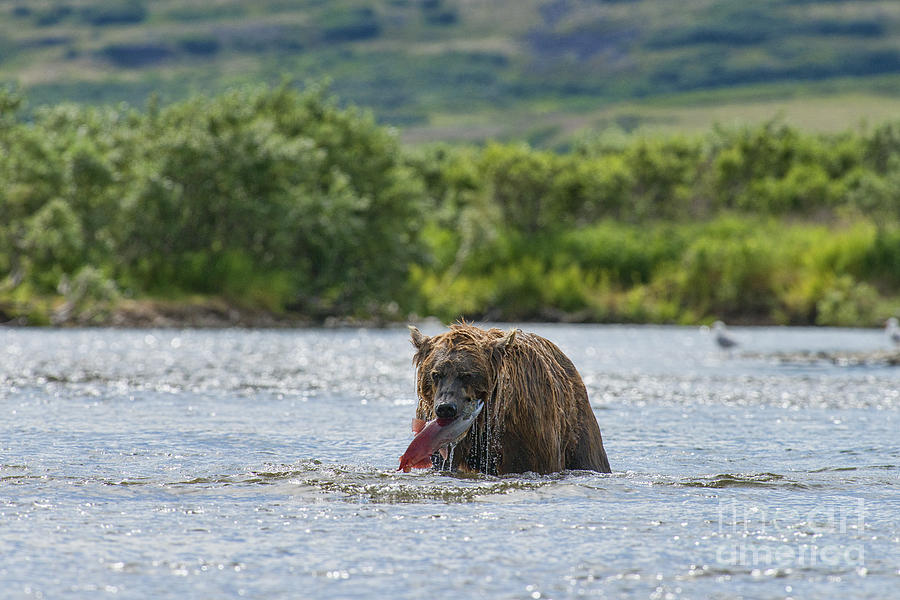Brown bear with caught salmon in stream Photograph by Dan Friend