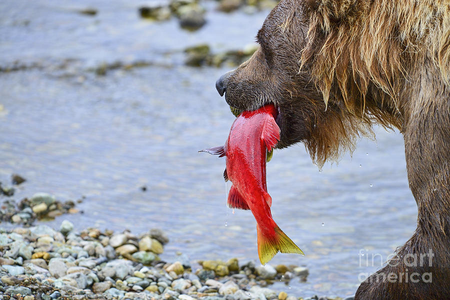 Brown Bear With His Salmon Catch Photograph by Dan Friend