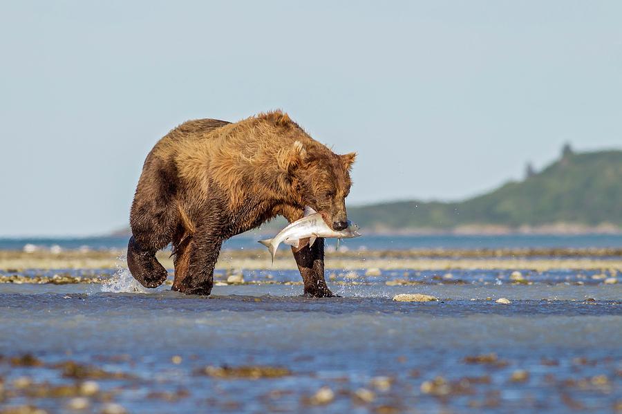 Brown Bear With Salmon Photograph by Science Photo Library Brown Bear With Salmon Photograph by Science Photo Library