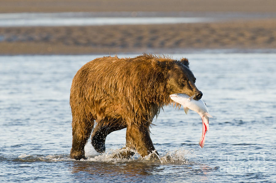 Brown Bear With Silver Salmon Photograph by William H. Mullins