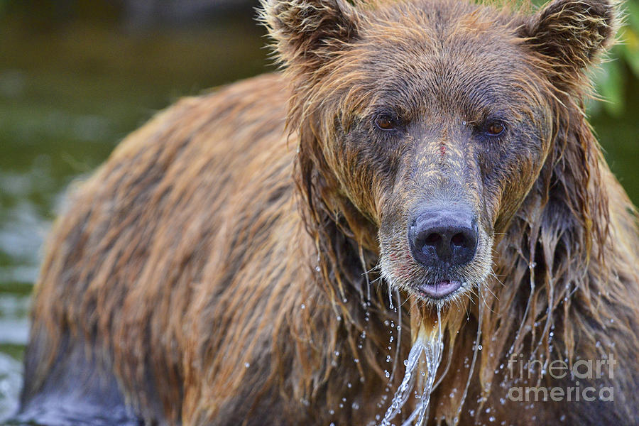 Brown Bear With Water Poiring Off Face Photograph by Dan Friend
