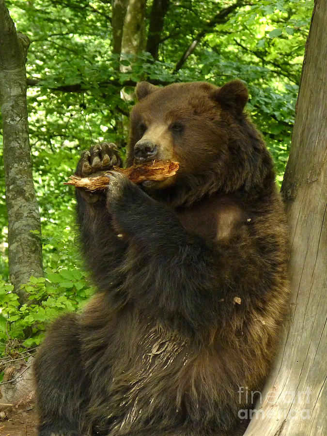 Brown Bear holding a piece of wood Photograph by Phil Banks