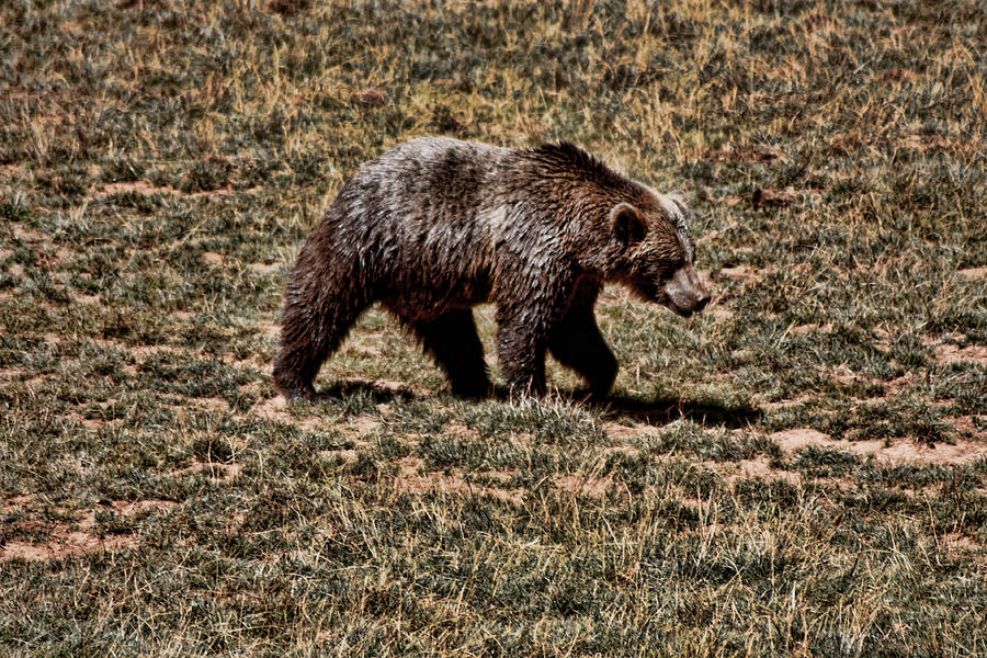 Brown Bears Photograph by Angel Jesus De la Fuente