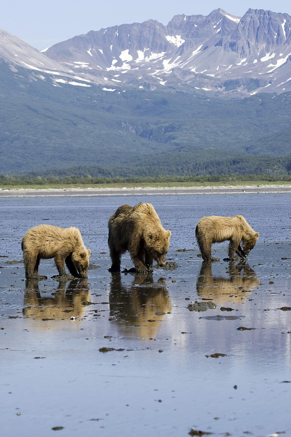 Brown Bears Digging Clams In Tidal Photograph by Don Pitcher