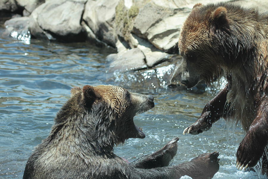 Brown Bears Photograph by Dwight Cook