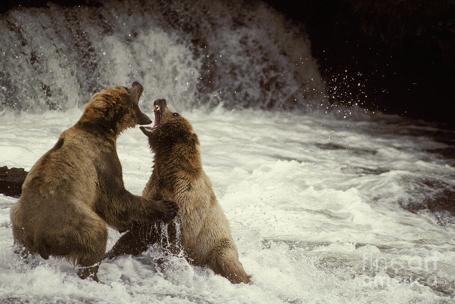 Brown Bears Fighting Photograph by Ron Sanford