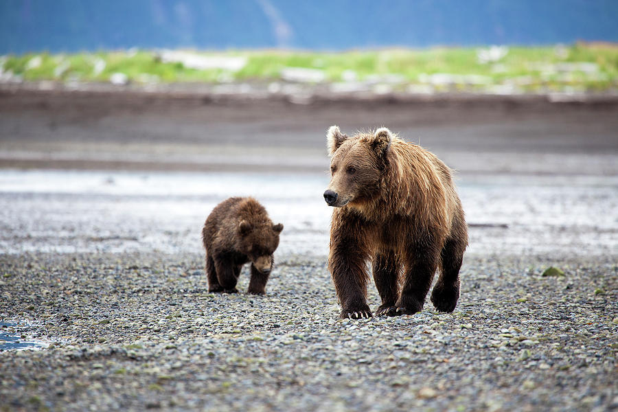 Brown Bears In Katmai Photograph by Daniel A. Leifheit