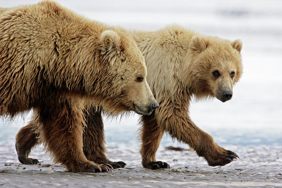 Katmai National Park Photograph - Brown Bears by Manuel Presti/science Photo Library