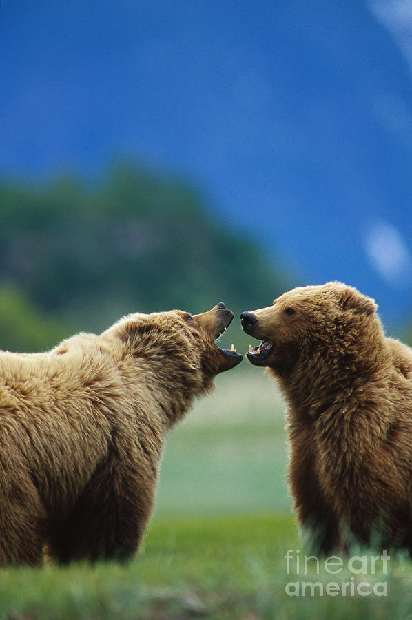 Brown Bears Playfighting Photograph by William H. Mullins