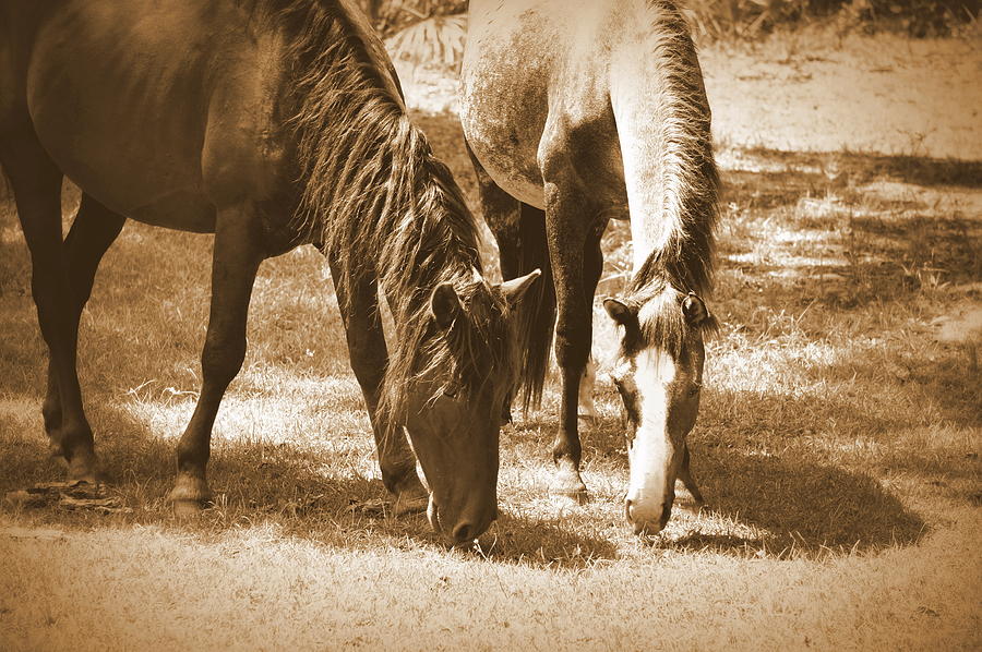 Horse Photograph - Brown Beauties by Laurie Perry