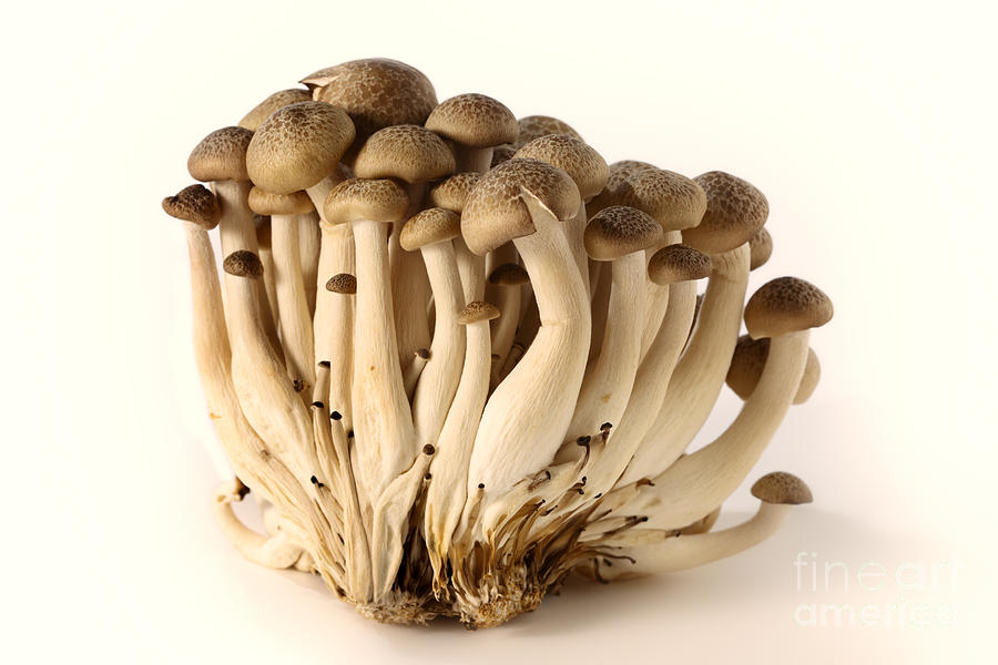 Brown beech mushrooms Photograph by Paul Cowan