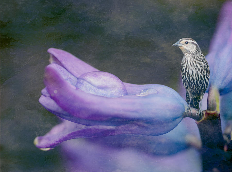 Brown Bird on a Purple Flower Photograph by Crystal Wightman
