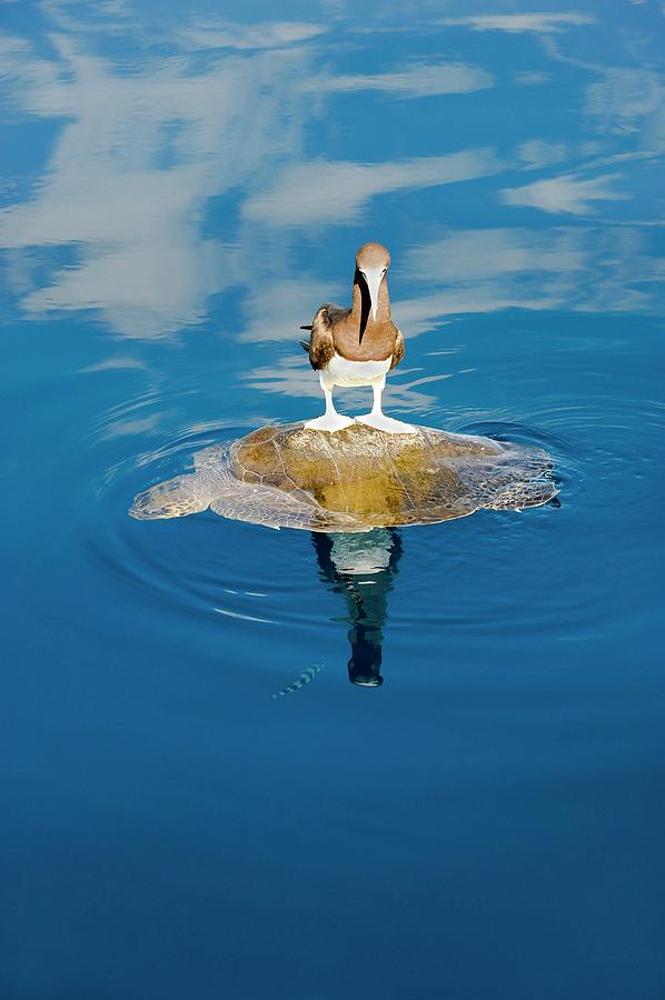 Turtle Photograph - Brown Booby And Marine Turtle by Christopher Swann