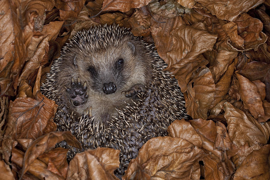 brown-breasted-hedgehog-hibernating-photograph-by-ingo-arndt-pixels