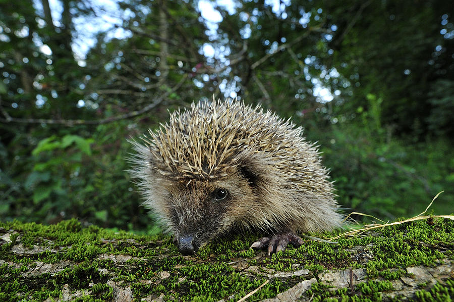Brown-breasted Hedgehog Juvenile Photograph by Thomas Marent