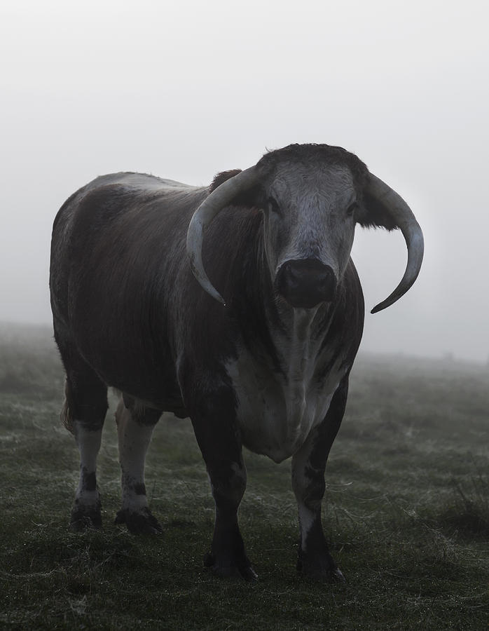 Agriculture Photograph - Brown Bull by Gillian Dernie Agriculture Photograph - Brown Bull by Gillian Dernie