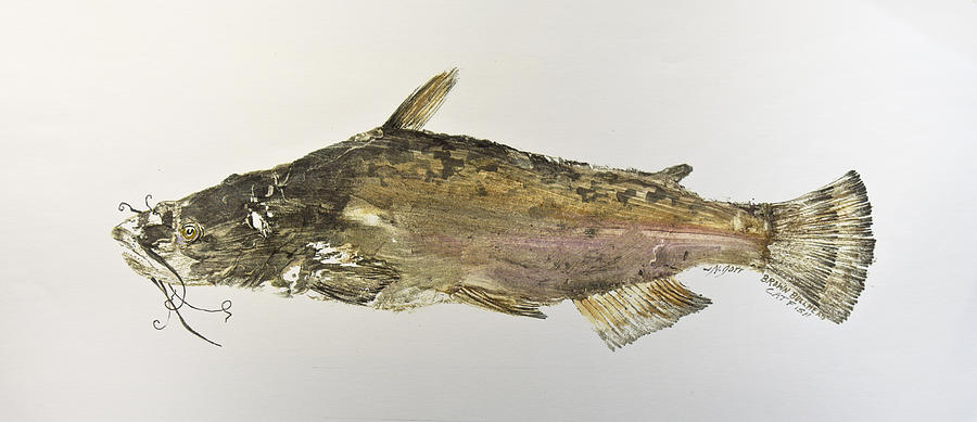 Catfish Mixed Media - Brown Bullhead Catfish by Nancy Gorr
