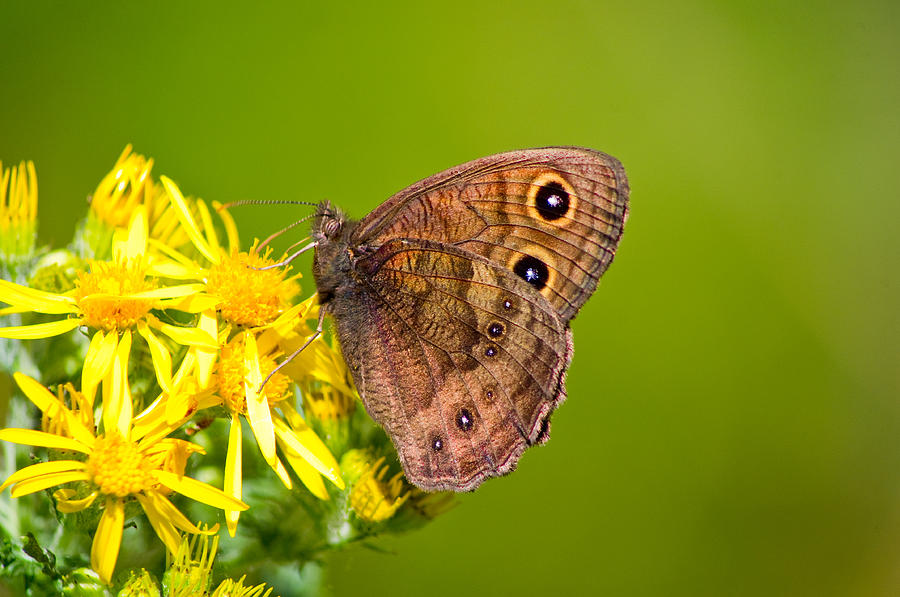 Brown Butterfly Photograph by Adria Trail