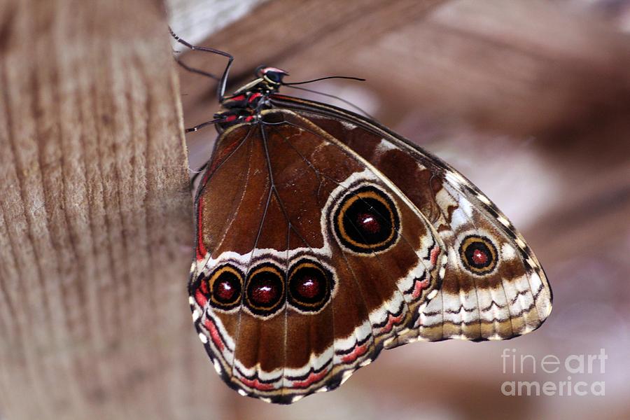 Brown Butterfly Photograph by Jeremy Hayden