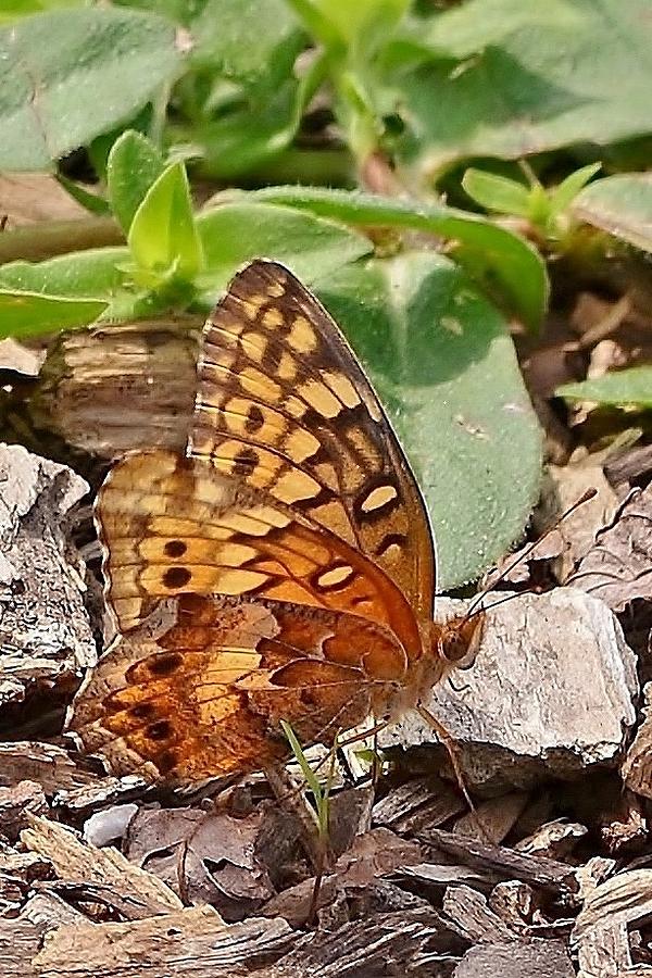 Brown Butterfly Photograph by Kim Bemis
