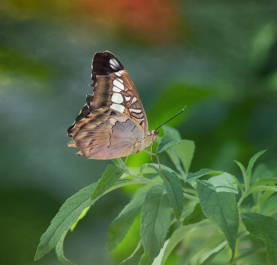 Brown Butterfly Photograph by Kim Hojnacki