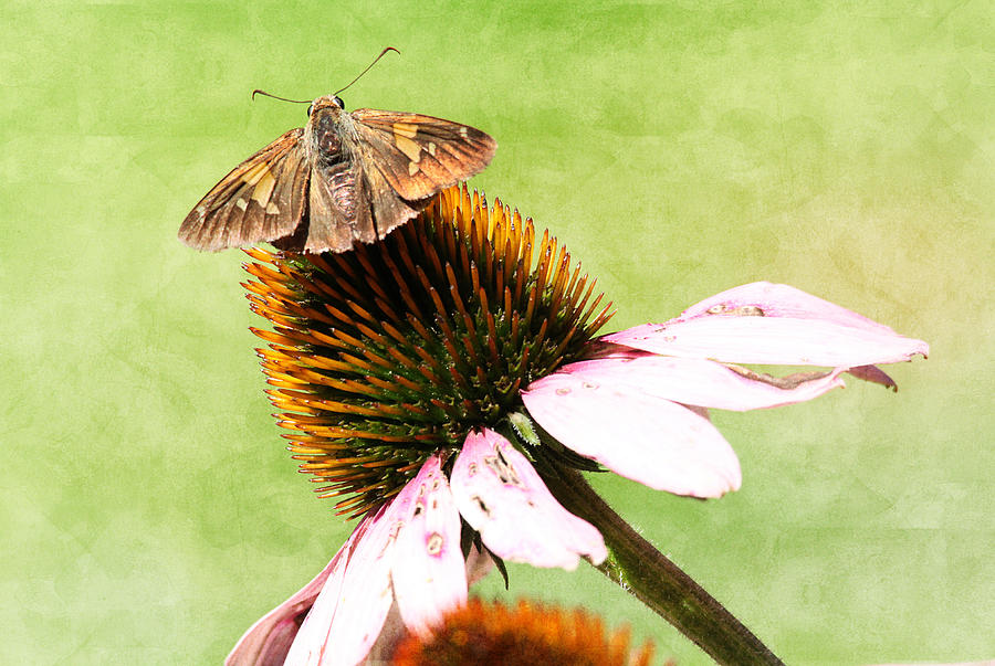 Brown Butterfly on Coneflower Photograph by Trina  Ansel