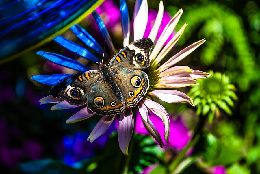 Butterfly Photograph - Brown Butterfly on Flower by Kelly Mac Neill