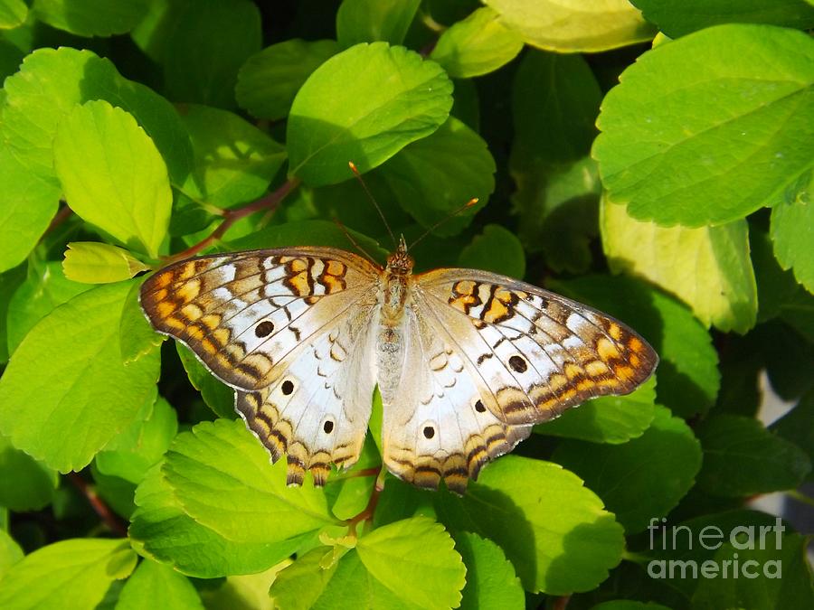 Brown Butterfly on Green Photograph by Deb Schense