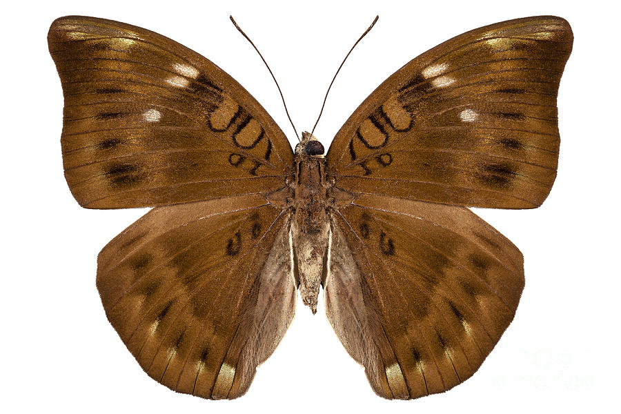 Brown Butterfly Photograph