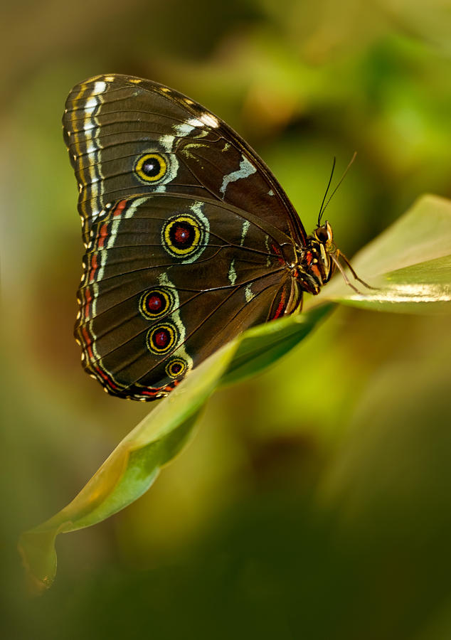 Nature Photograph - Brown butterfly resting on the leaf by Jaroslaw Blaminsky