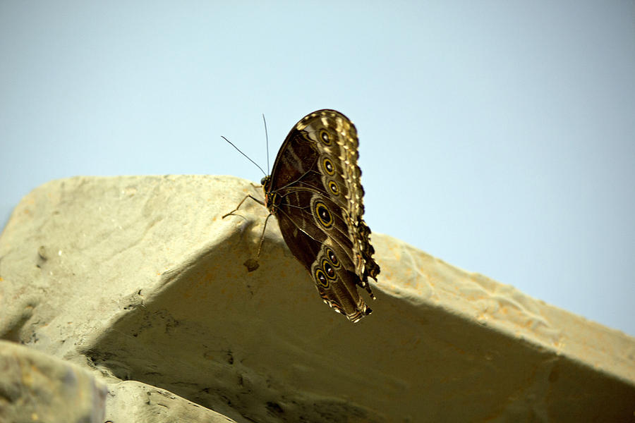 Brown butterfly Photograph by Susan Jensen