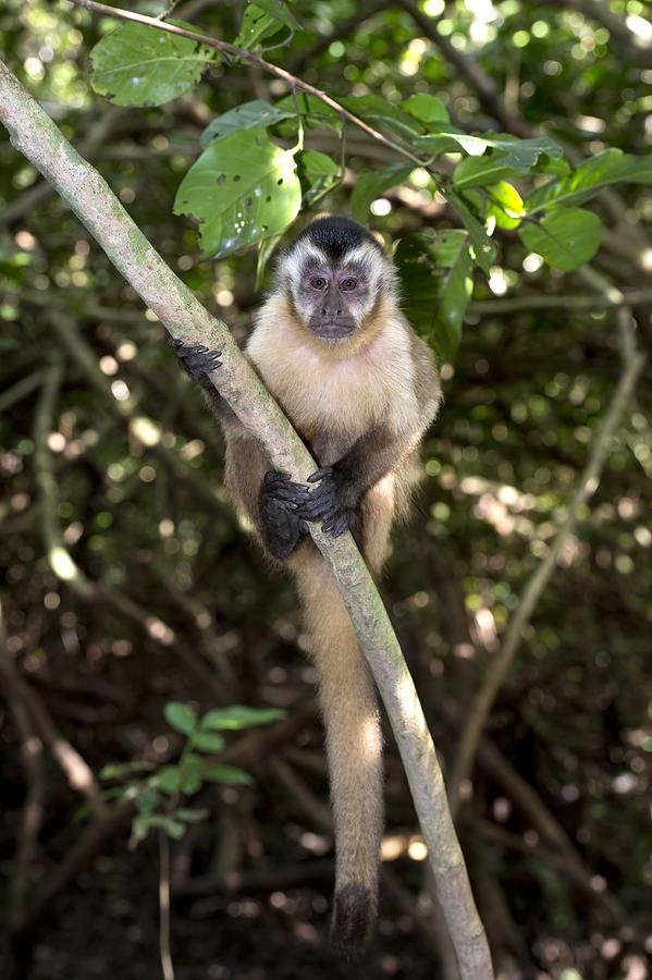 Brown capuchin monkey in a tree Photograph by Science Photo Library ...