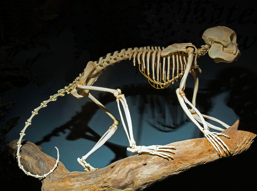 Brown Capuchin Monkey Skeleton Photograph by Millard H. Sharp