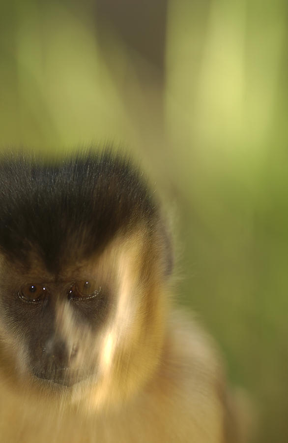Brown Capuchin Portrait Brazil Photograph by Pete Oxford