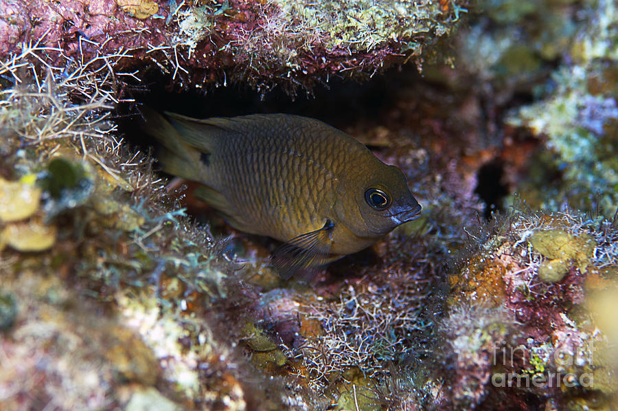 Brown Chromis Photograph by JT Lewis