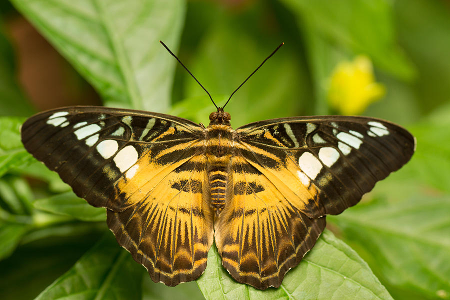 Brown Clipper Butterfly Photograph by Doug McPherson