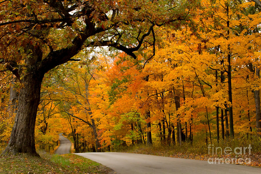 Brown County Foliage 1 Photograph by Jim McCain