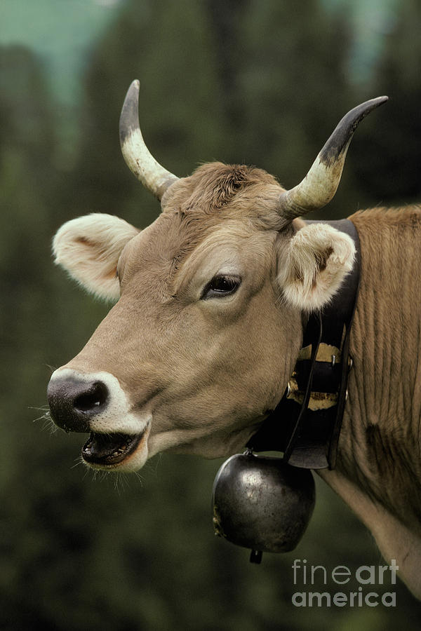 Brown Cow With A Bell Around Its Neck Photograph by Ron Sanford