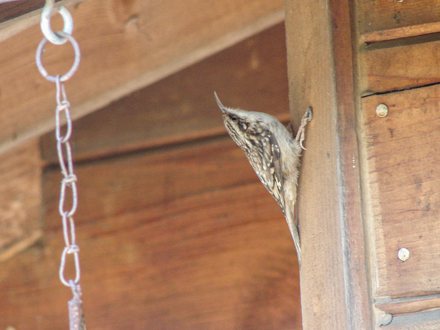 Brown Creeper Photograph by Carl Moore