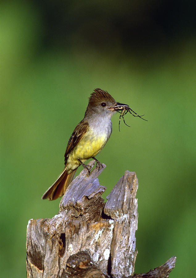 Brown-crested Flycatcher With Spider Photograph by Tom Vezo