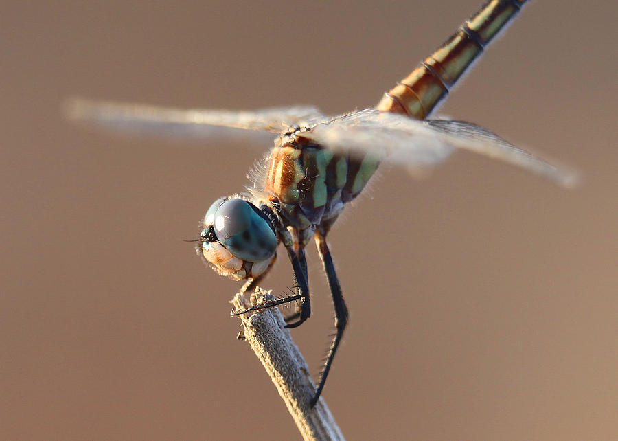Brown Dragonfly Photograph by Dusty Wynne