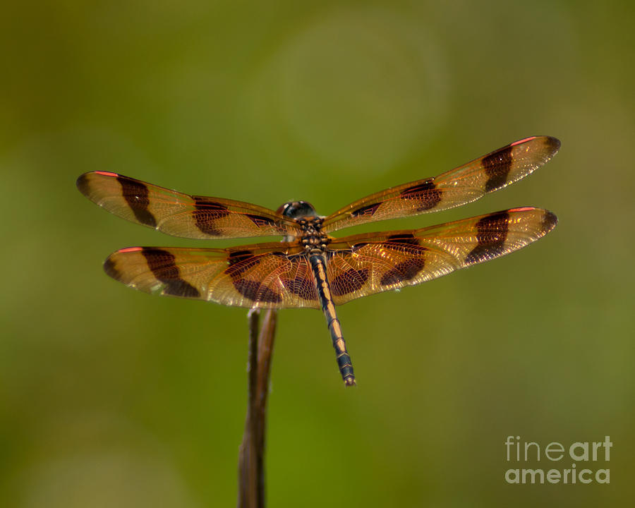 Halloween Pennant Dragonfly Photograph by Stephen Whalen